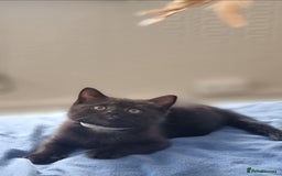 Mixed Breed cats for sale: Beautiful Mixed British Shorthair Kittens - Image 1