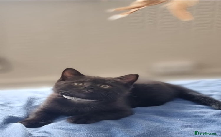Mixed Breed cats - Advert 4