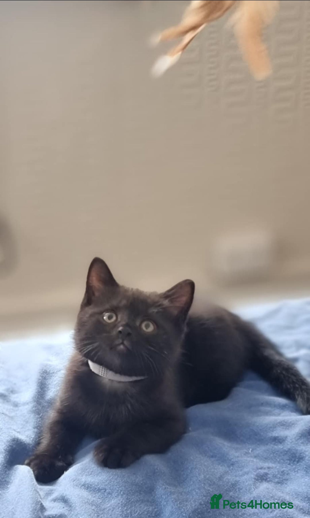 Mixed Breed cats for sale: Beautiful Mixed British Shorthair Kittens - Image 1