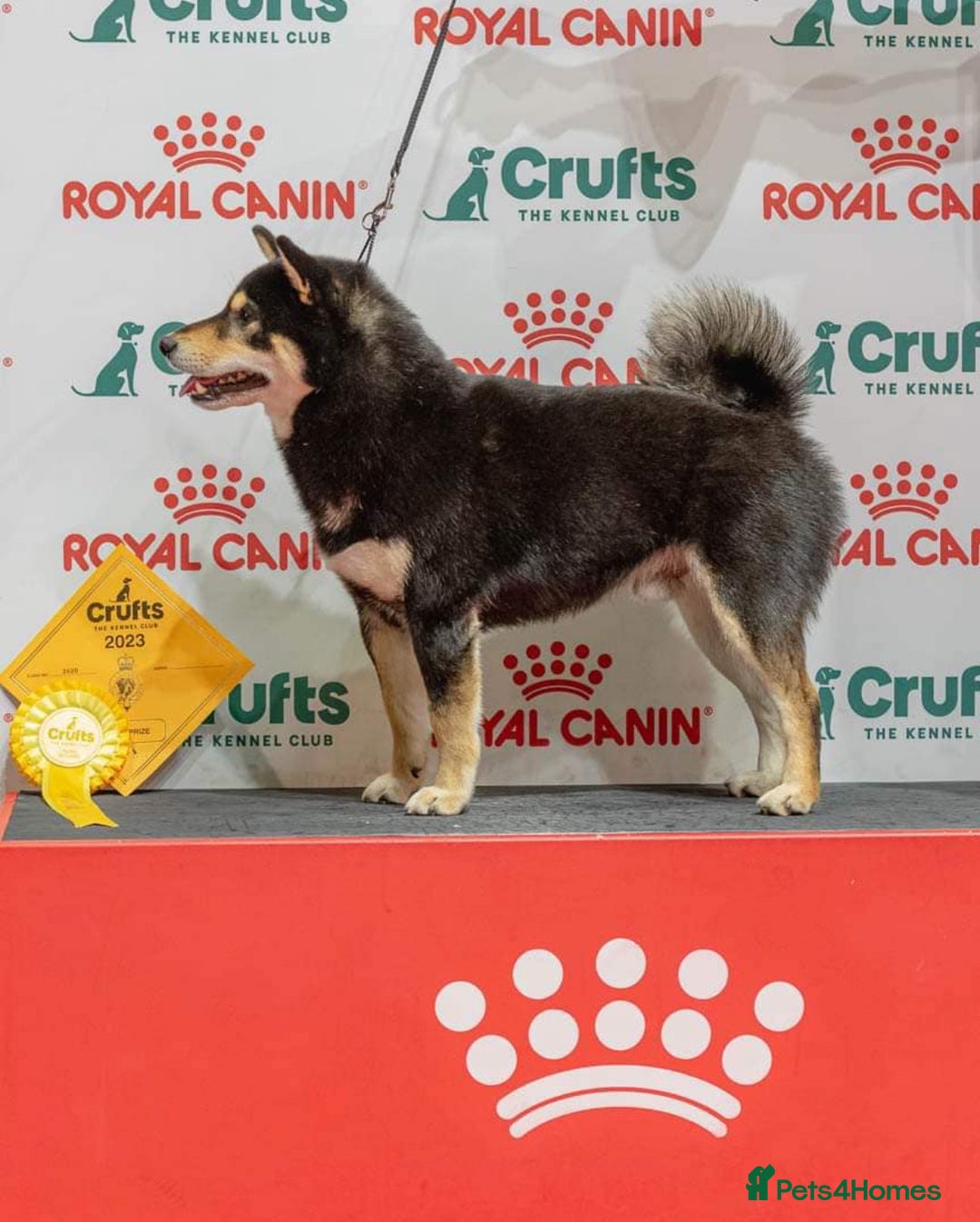 Japanese Shiba Inu dogs for stud: Champion Japanese Line Shiba Inu For Stud - Image 10