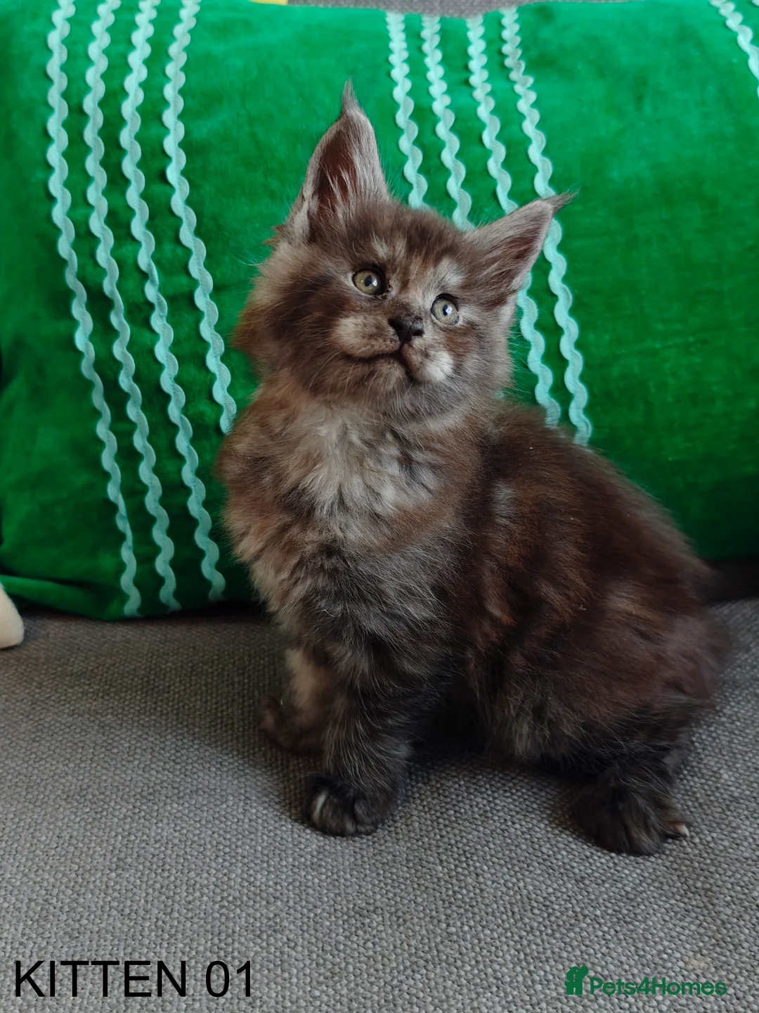 Maine Coon cats for sale: PURE BREED MAINE COON KITTENS READY EARLY MARCH - Advert 8