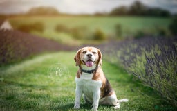 Beagle dogs for stud: KC Registered Beagle – Proven Stud - Image 1