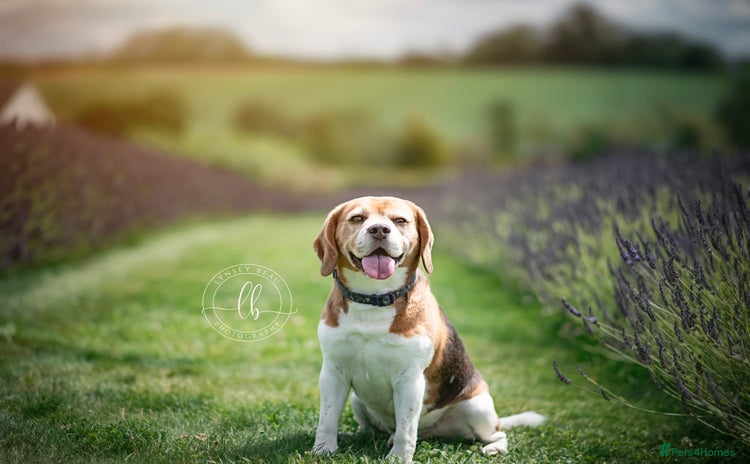 Beagle dogs - Advert 12