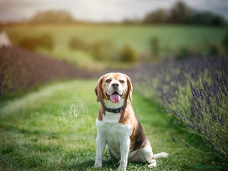 Beagle dogs - Advert 7