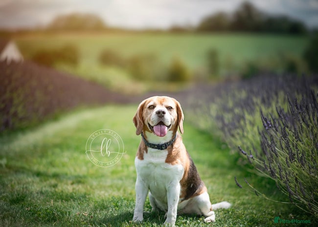 Beagle dogs - Advert 1