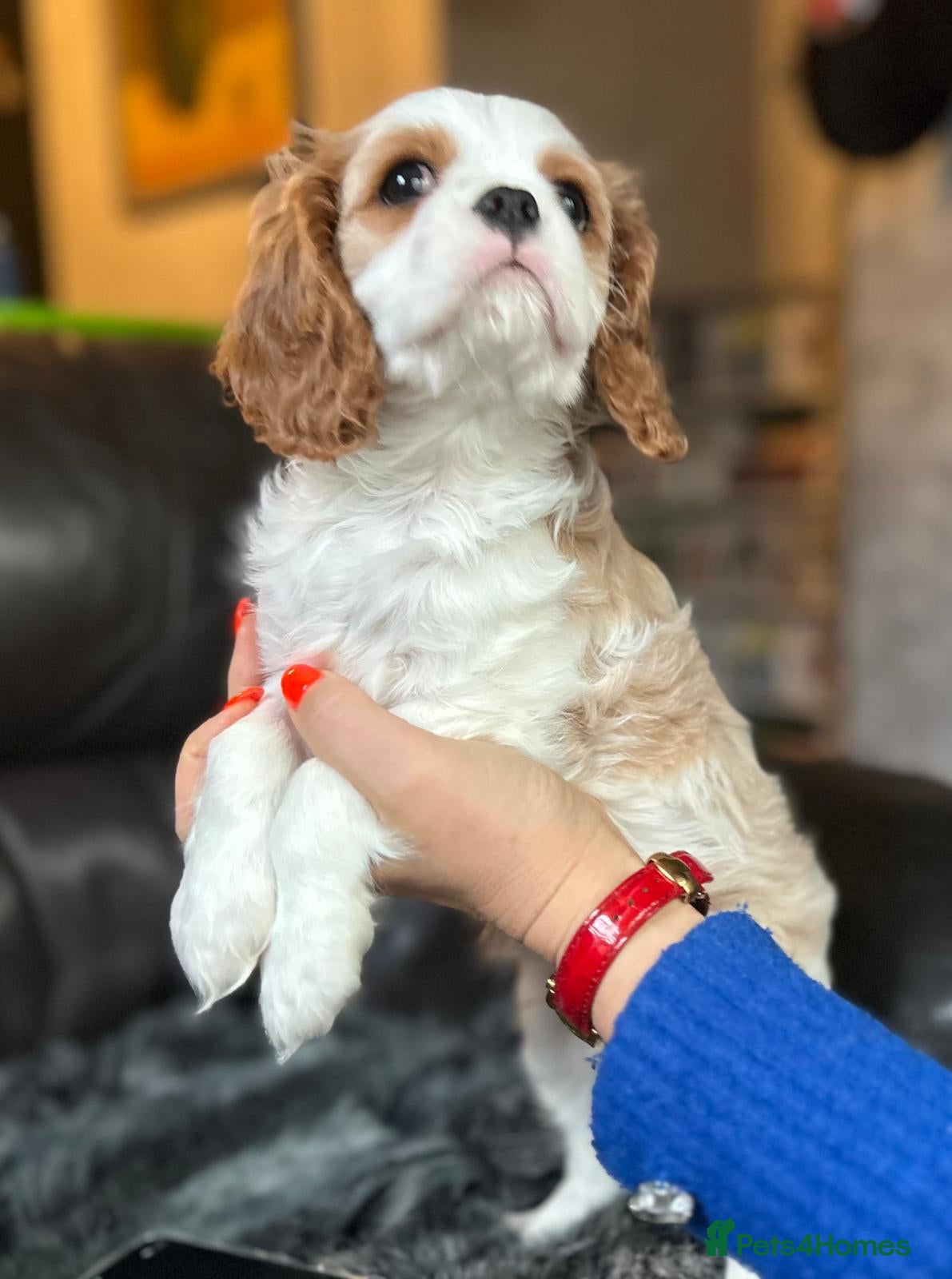 Cavalier King Charles Spaniel dogs Last boy available Cavalier King Charles Spaniel  - Advert 2