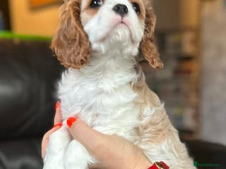 Cavalier King Charles Spaniel dogs Last boy available Cavalier King Charles Spaniel - Advert 16