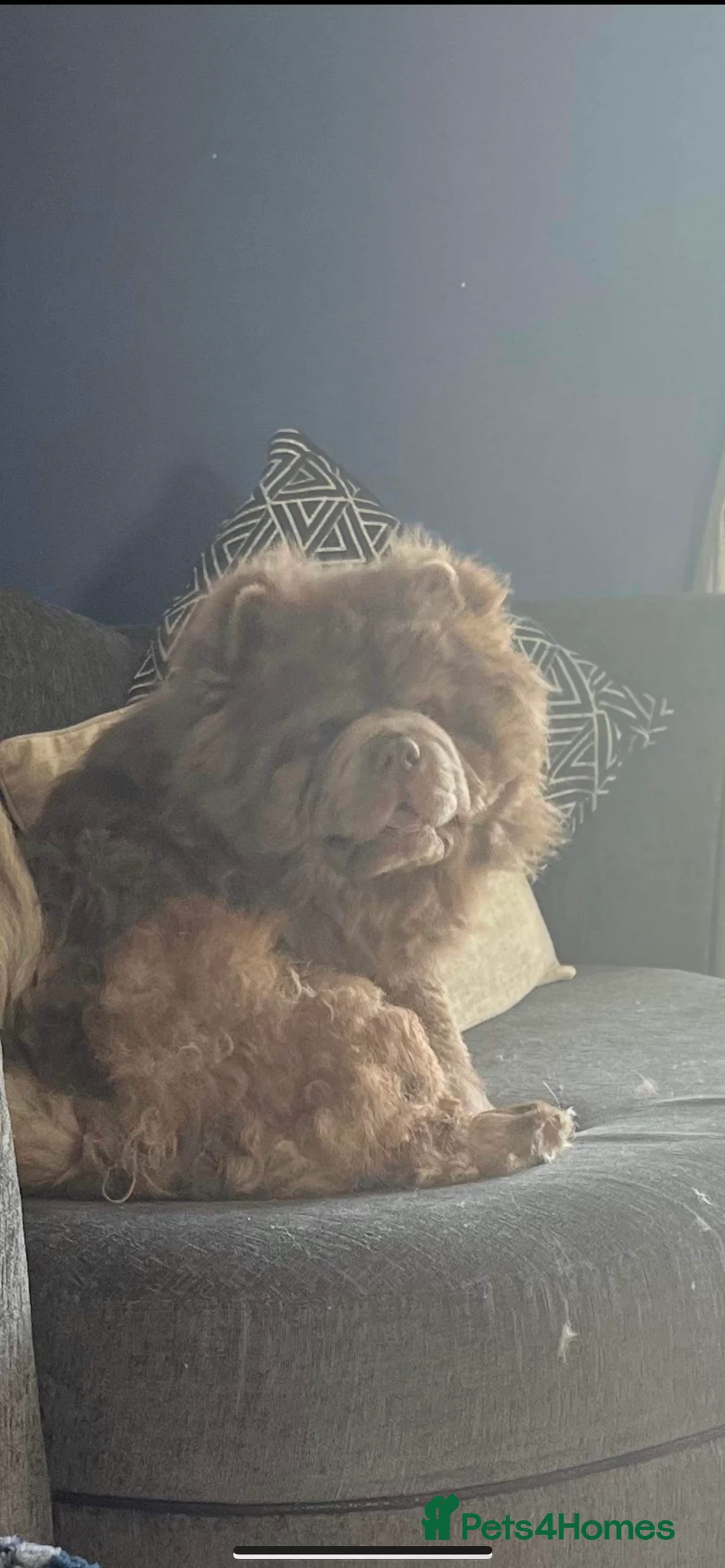 Chow Chow dogs for stud: stunning lilac chow stud in Doncaster - Advert 2