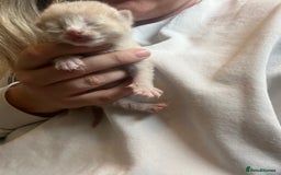 Domestic Shorthair cats for sale: 4 gorgeous kittens  - Image 12