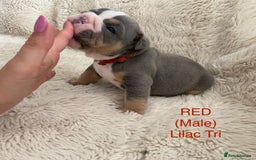 English Bulldog dogs for sale: English Bulldog Puppies - Image 1