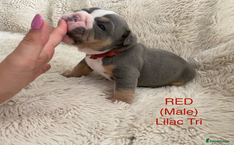 English Bulldog dogs - Advert 1