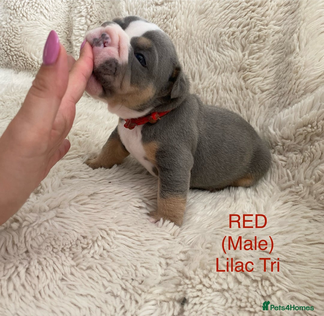 English Bulldog dogs for sale: English Bulldog Puppies - Image 1