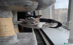 Mixed Breed cats for sale: Kittens for sale  - Image 6