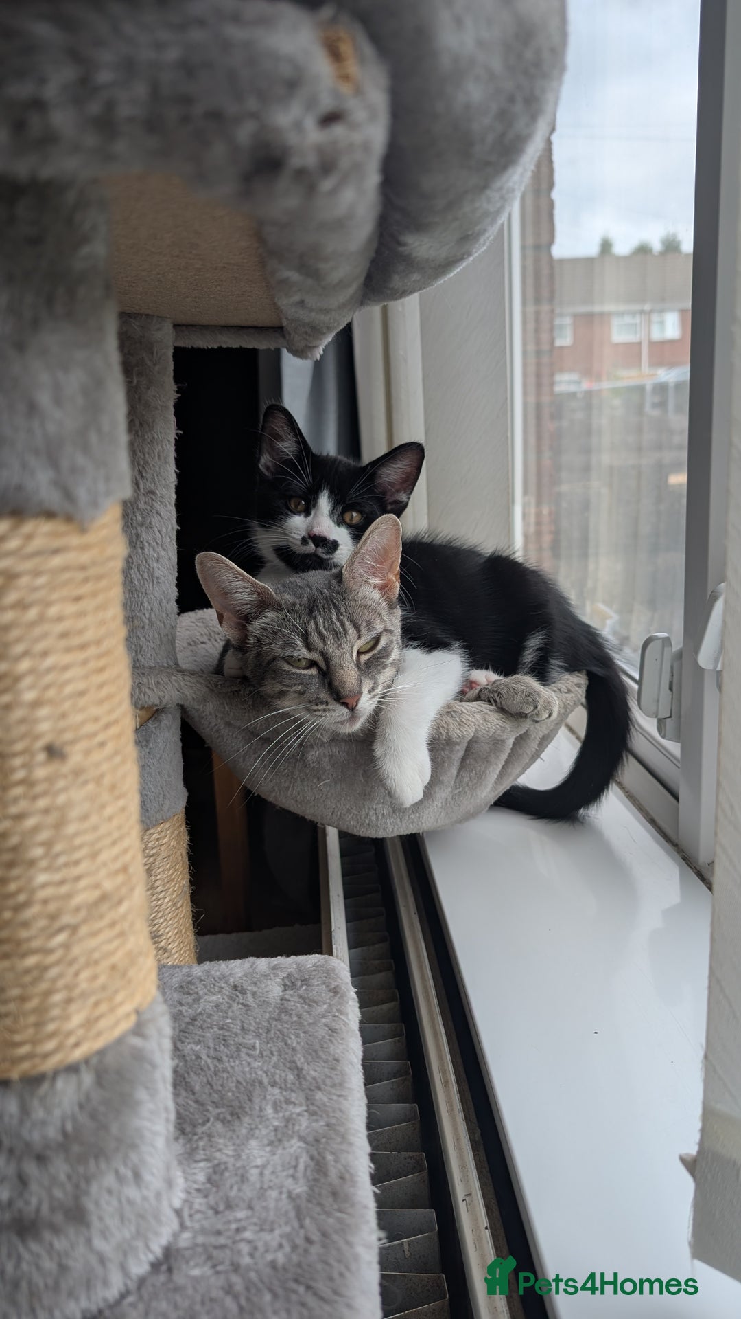 Mixed Breed cats for sale: Kittens for sale  - Image 6