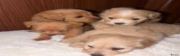 Mixed Breed dogs for sale: Puppies  - Advert 11