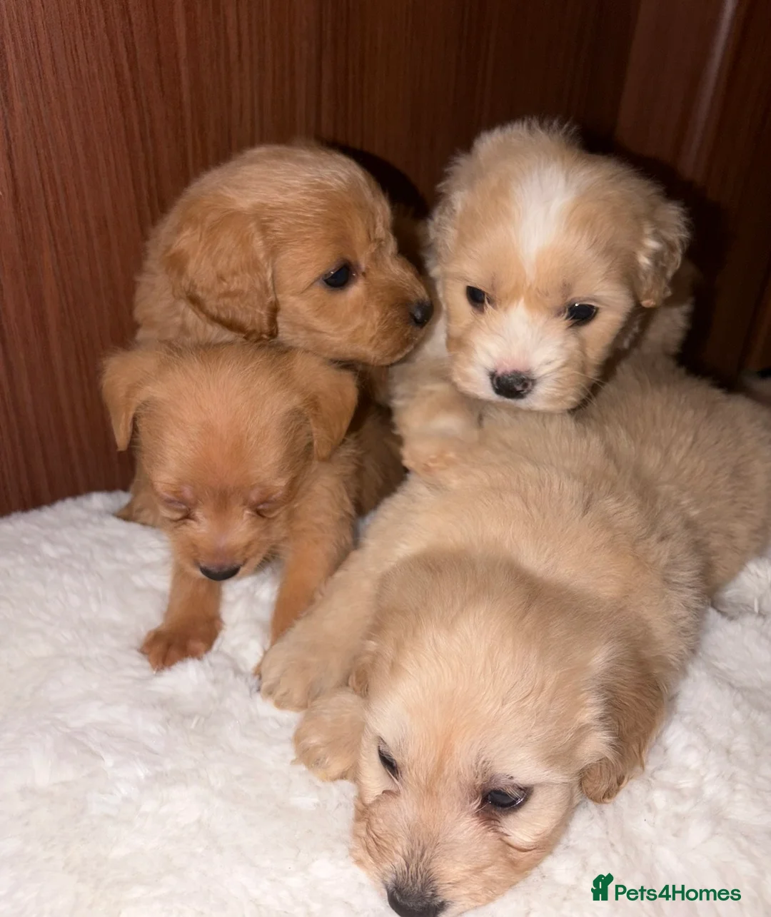 Mixed Breed dogs for sale: Puppies  - Advert 11