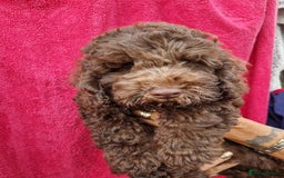 Cockapoo dogs for sale: Cockerpoo 1 boy (brown) and 1 girl (Merle)  - Image 8