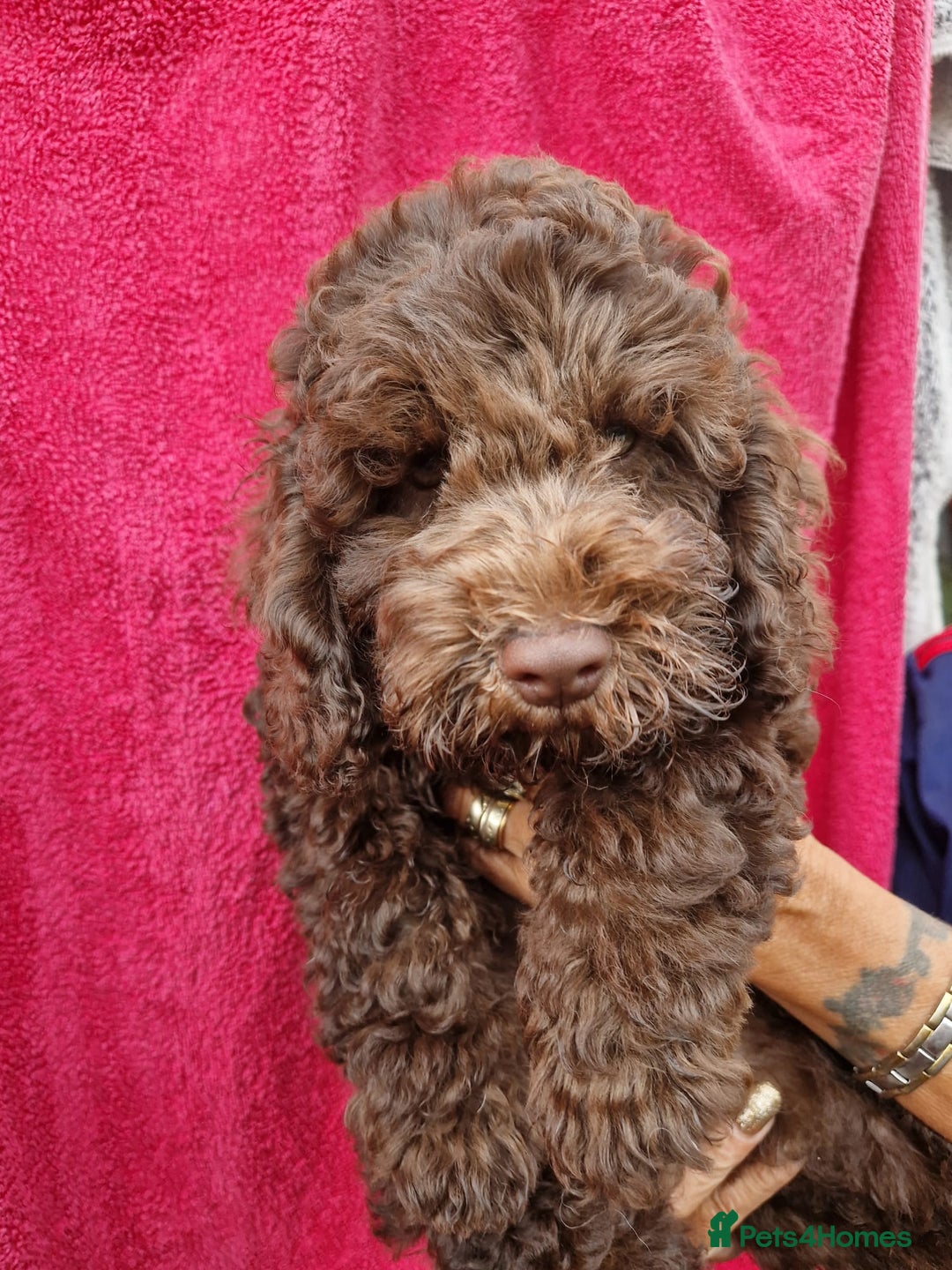 Cockapoo dogs for sale: Cockerpoo 1 boy (brown) and 1 girl (Merle)  - Image 8