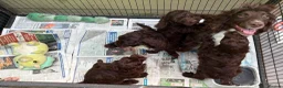 Cockapoo dogs for sale: Gorgeous Cockapoo puppies - Advert 11