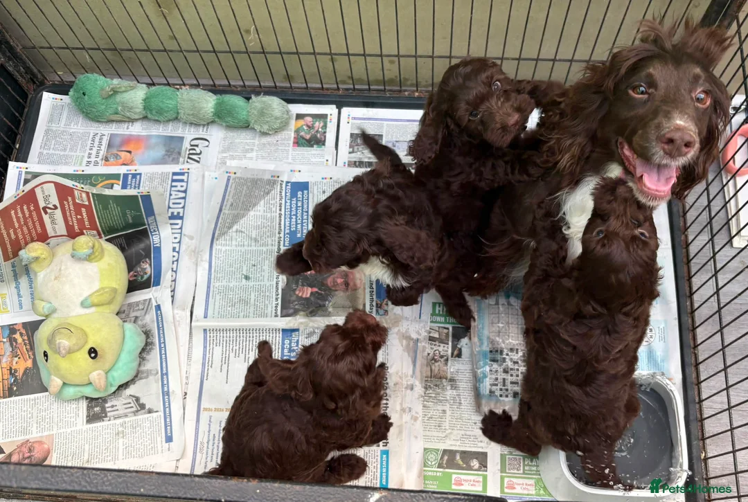 Cockapoo dogs for sale: Gorgeous Cockapoo puppies - Advert 11