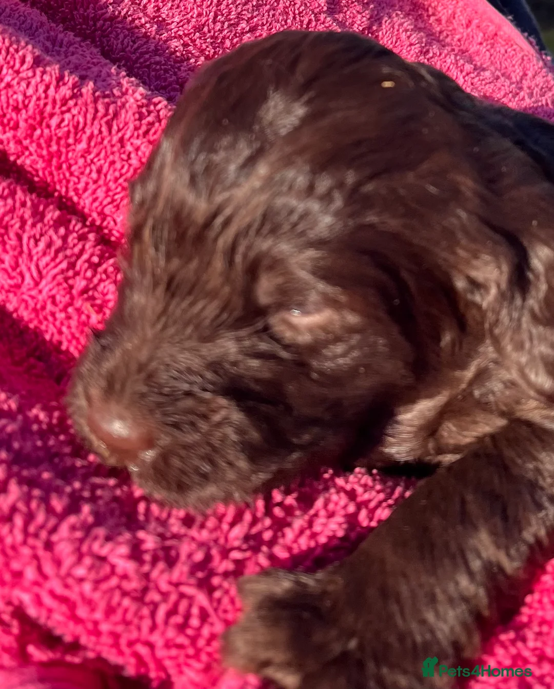 Mixed Breed dogs for sale: Fantastic Floodles! Fun, loyal and loving dogs  - Advert 7