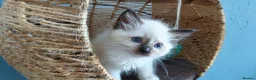 Ragdoll cats for sale: RAGDOLLS GIRL SEAL POINT BLUE EYES  - Advert 5