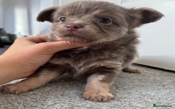Chihuahua dogs for sale: Beautiful Longhaired Chihuahua Puppies - Image 5