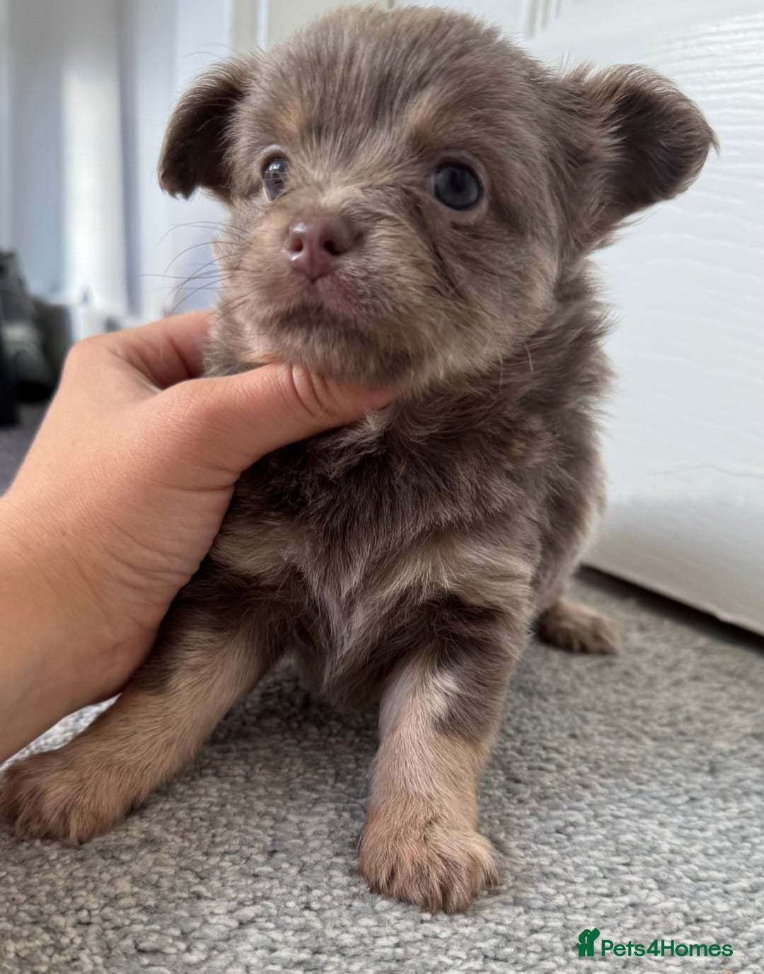 Chihuahua dogs for sale: Beautiful Longhaired Chihuahua Puppies - Image 5