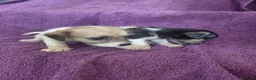 Jack Russell dogs for sale: Jack Russell puppies, full pedigree  - Advert 16