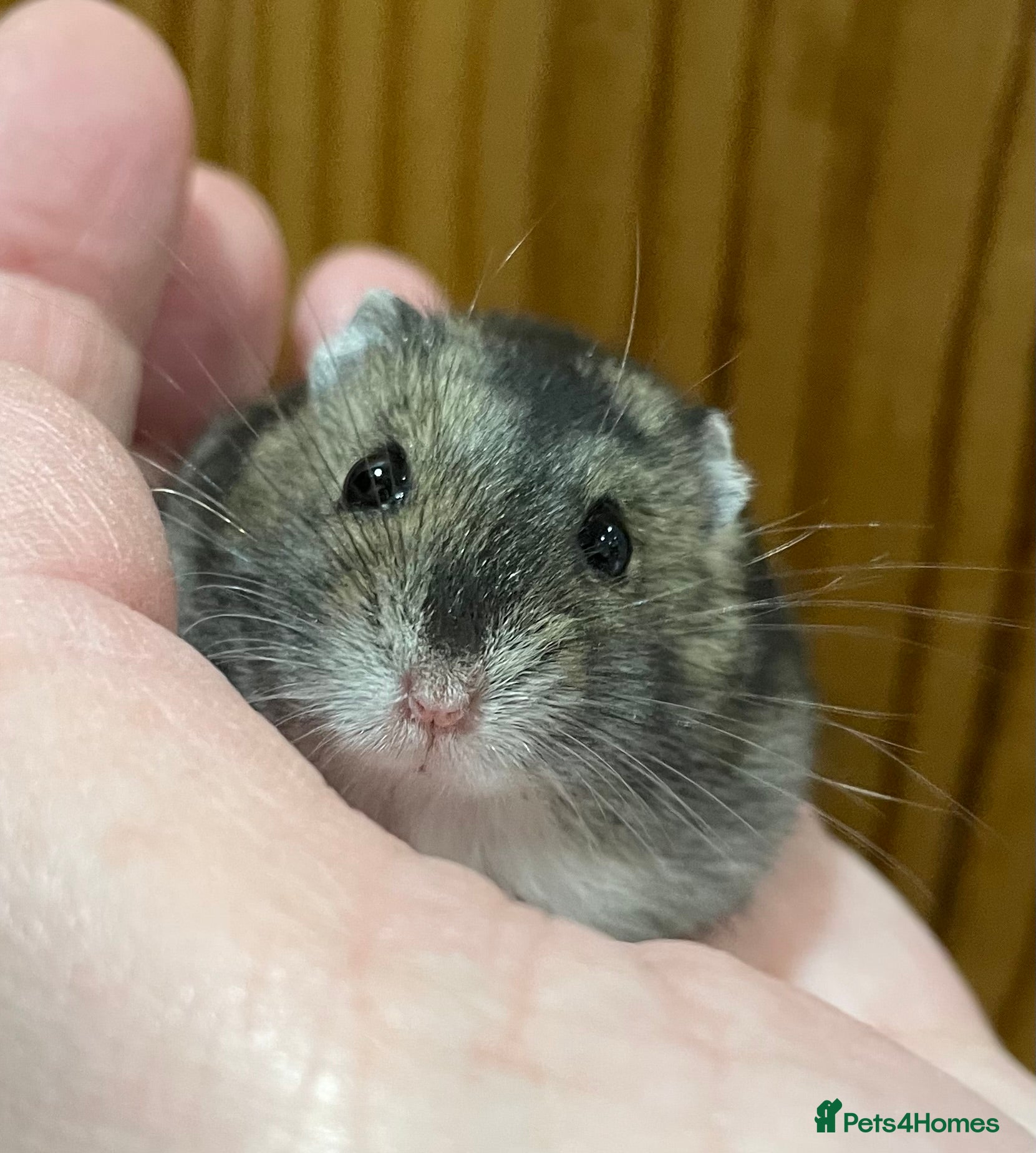Hamster rodents Young female Winter White Russian hamster. - Advert 1