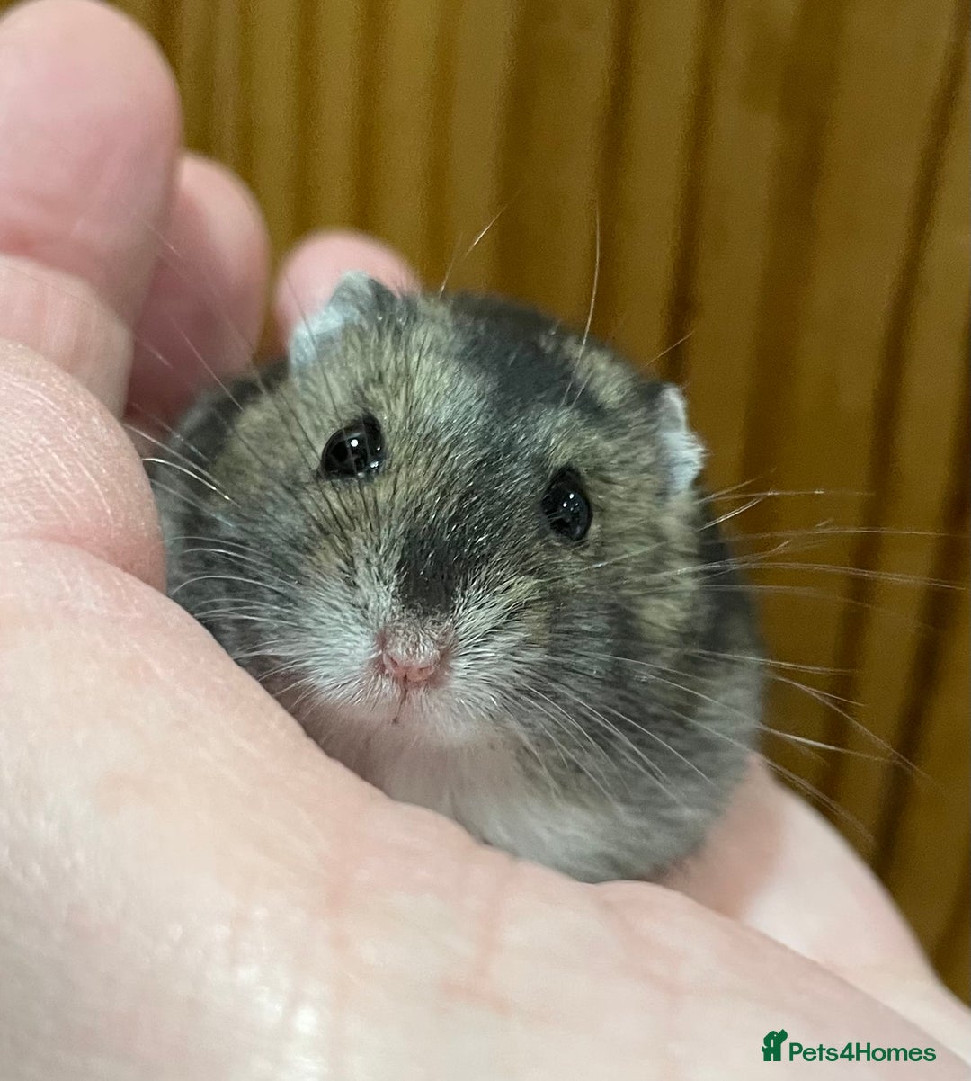 Hamster rodents for sale: Young female Winter White Russian hamster. - Advert 1