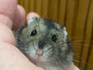 Hamster rodents Young female Winter White Russian hamster. - Advert 6