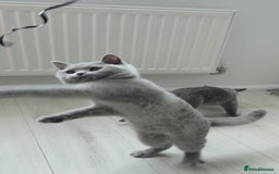 British Shorthair cats for sale: Campion blod - Image 2