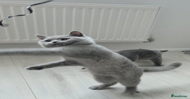 British Shorthair cats - Advert 7