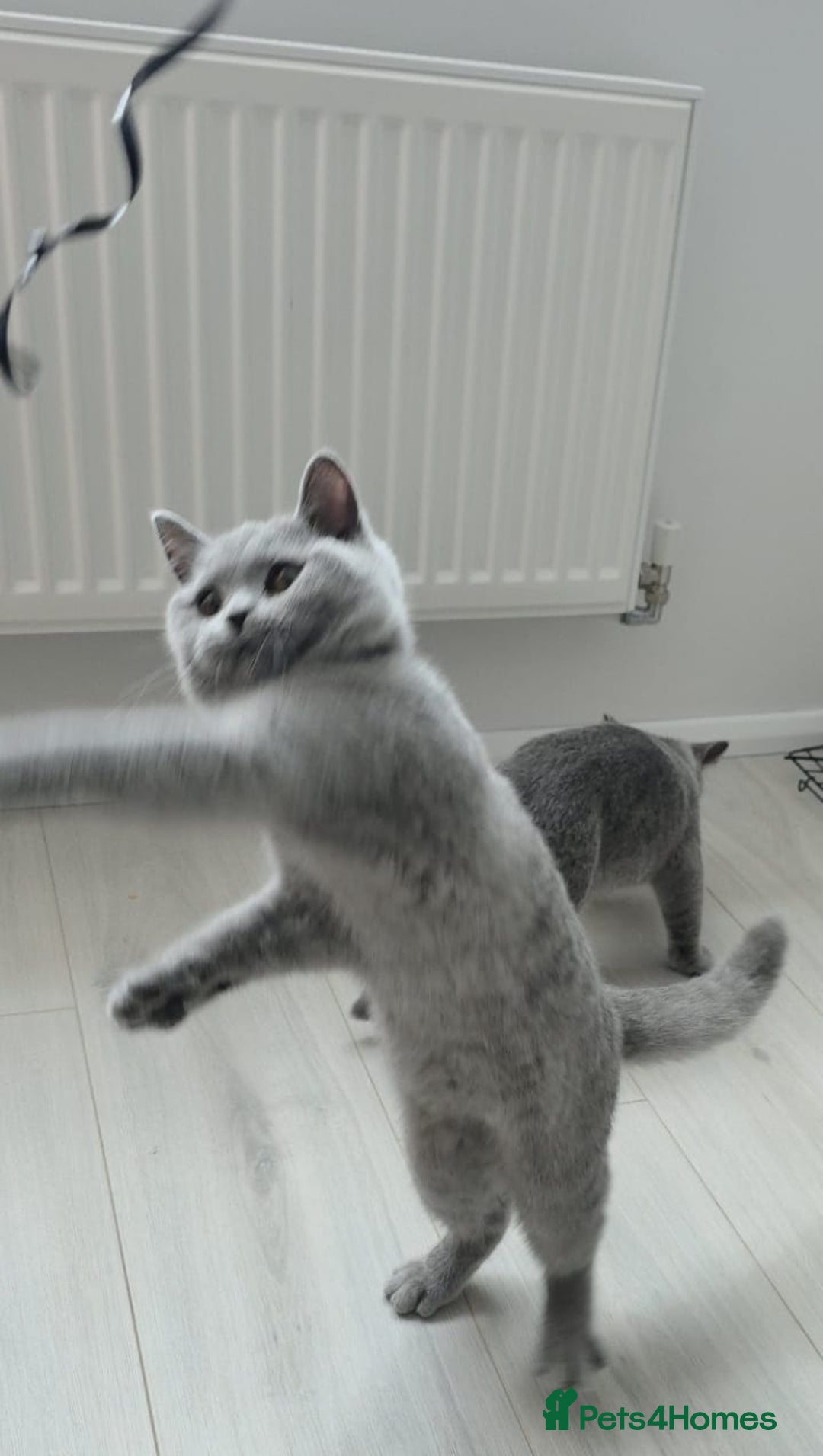 British Shorthair cats for sale: Campion blod - Image 2