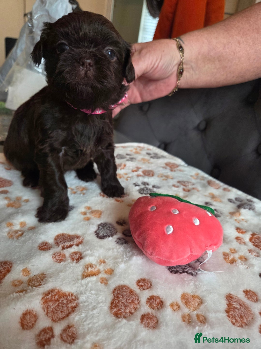 Shih Tzu dogs for sale: Shih Tzu Puppies For Sale  - Advert 19