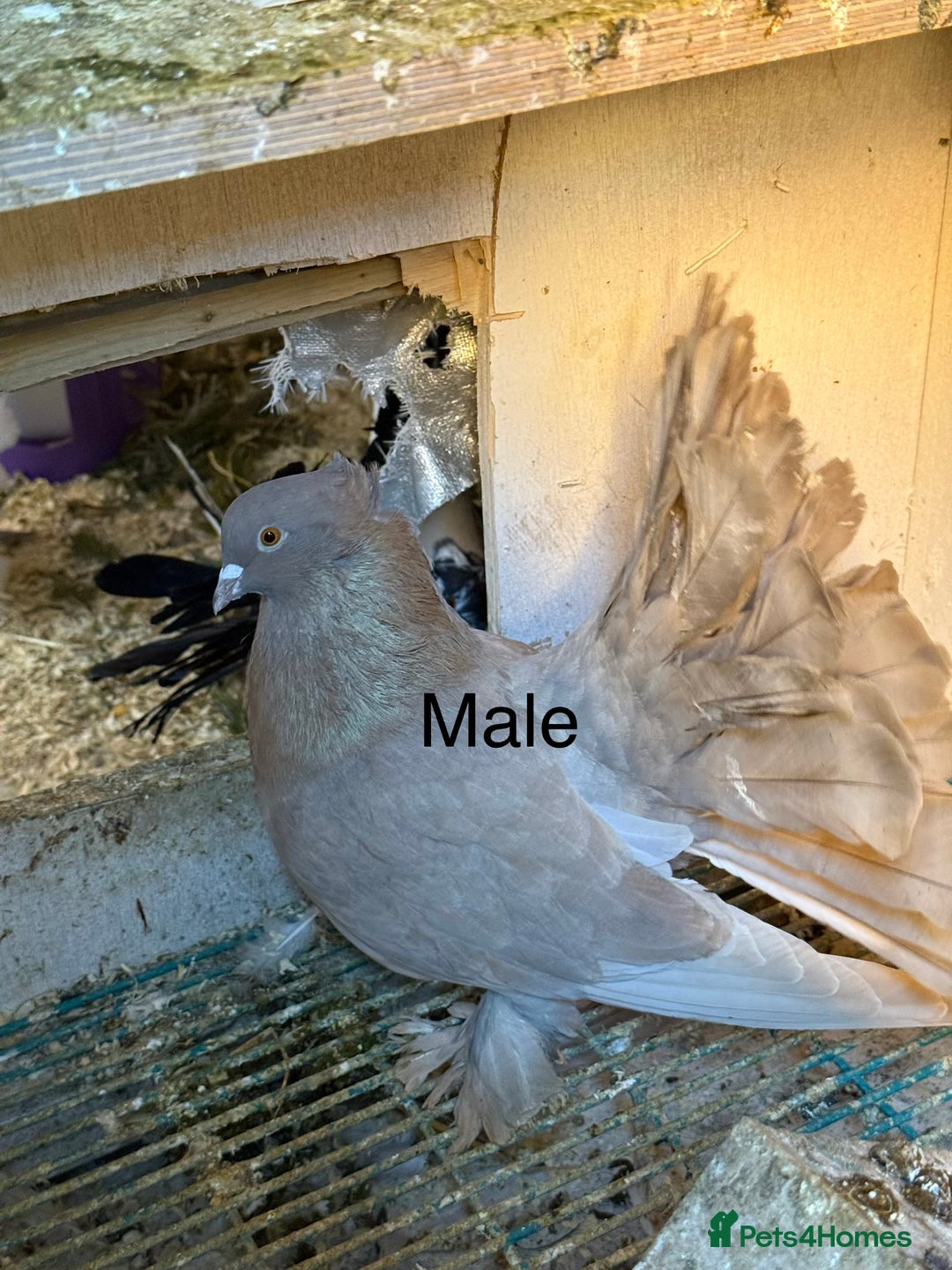 Pigeons birds for sale: 3 lovely males available. - Advert 4