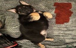 German Shepherd dogs for sale: 🐾 Beautiful German Shepherd Puppies! 🐾 - Image 5