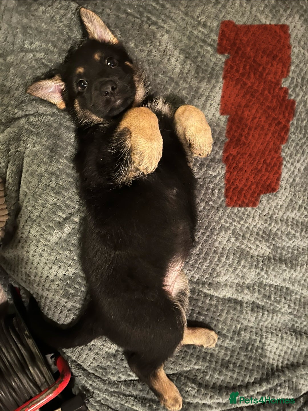 German Shepherd dogs for sale: 🐾 Beautiful German Shepherd Puppies! 🐾 - Image 5