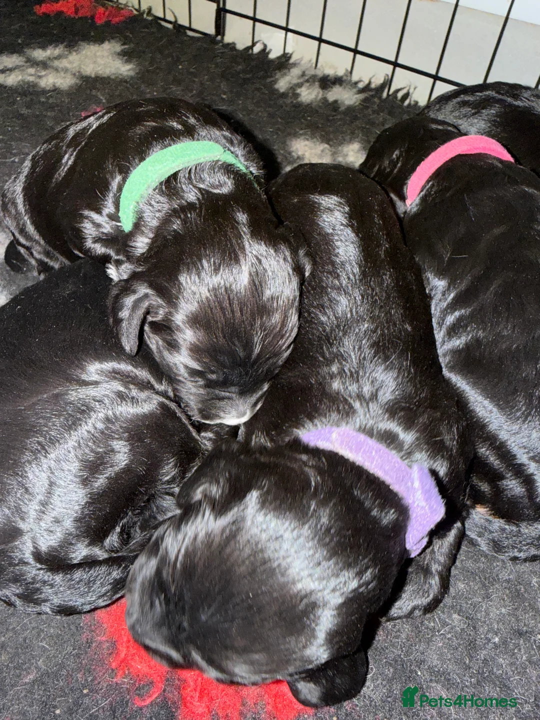 Sproodle dogs for sale: Beautiful sproodle puppies  - Advert 12
