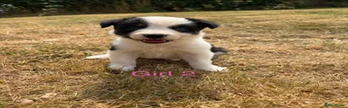 Border Collie girl 2