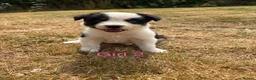 Border Collie dogs for sale: Border collie puppies for sale  in Montgomery - Advert 19