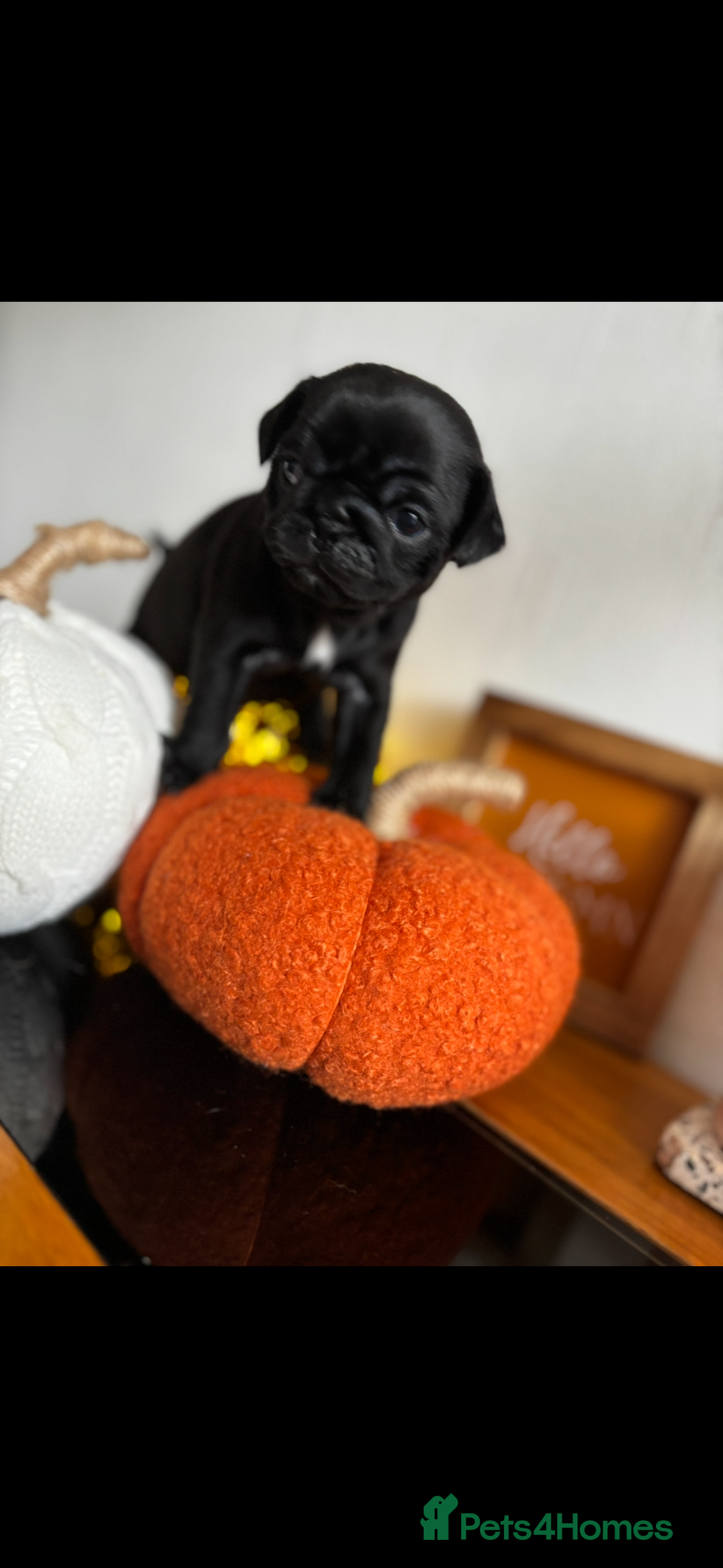 Pug dogs for sale: Beautiful Pugs  - Image 6