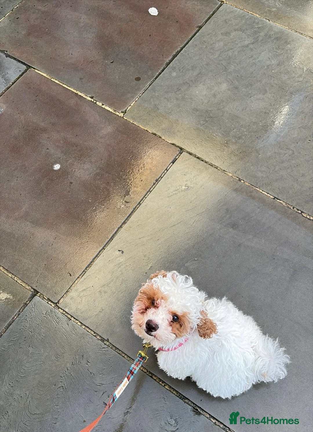 Maltipoo dogs for sale: Looking for a lovely family for 🐶 - Advert 2