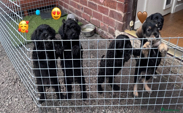 Mixed Breed dogs - Advert 8