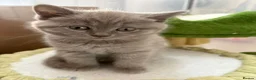 Mixed Breed cats for sale: Gorgeous British shorthair x Scottish fold - Advert 7