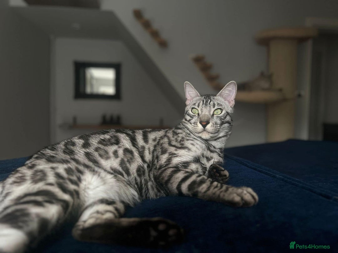 Bengal cats for sale: Sensational Silver Bengal boy requires new family  - Image 14