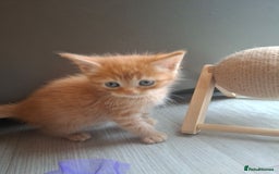 Mixed Breed cats for sale: Gorgeous Maine Coon X boy 💫 - Image 5