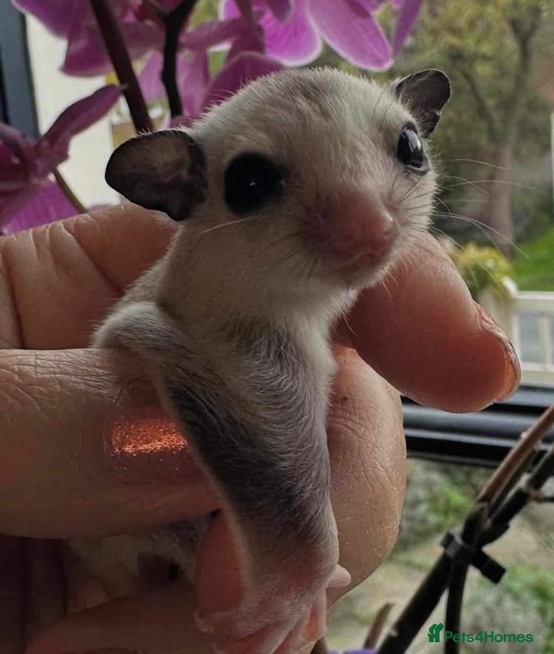 Sugar Glider rodents for sale: Sugar Gliders available to suitable homes - Advert 6