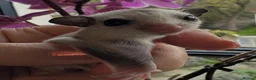 Sugar Glider rodents for sale: Sugar Gliders available to suitable homes - Advert 8